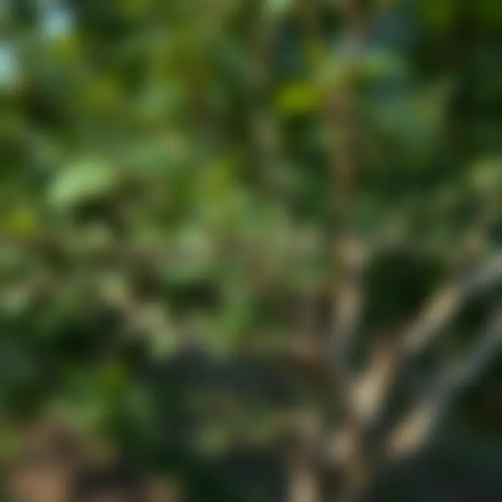 Visual comparison of different binary tree types including complete and balanced variations